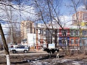 В Подольске сбежавшая корова бросалась под машины
