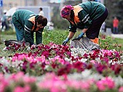 В Подольске правоохранители задержали ворующего пионы романтика