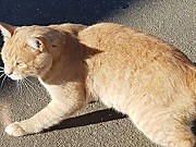 Найден кот рыжий в г.Подольск