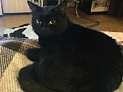 Пропала кошка Подольск