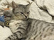 Пропала кошка мотя г.Подольск