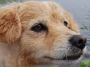 Пропала собака кобель Подольск